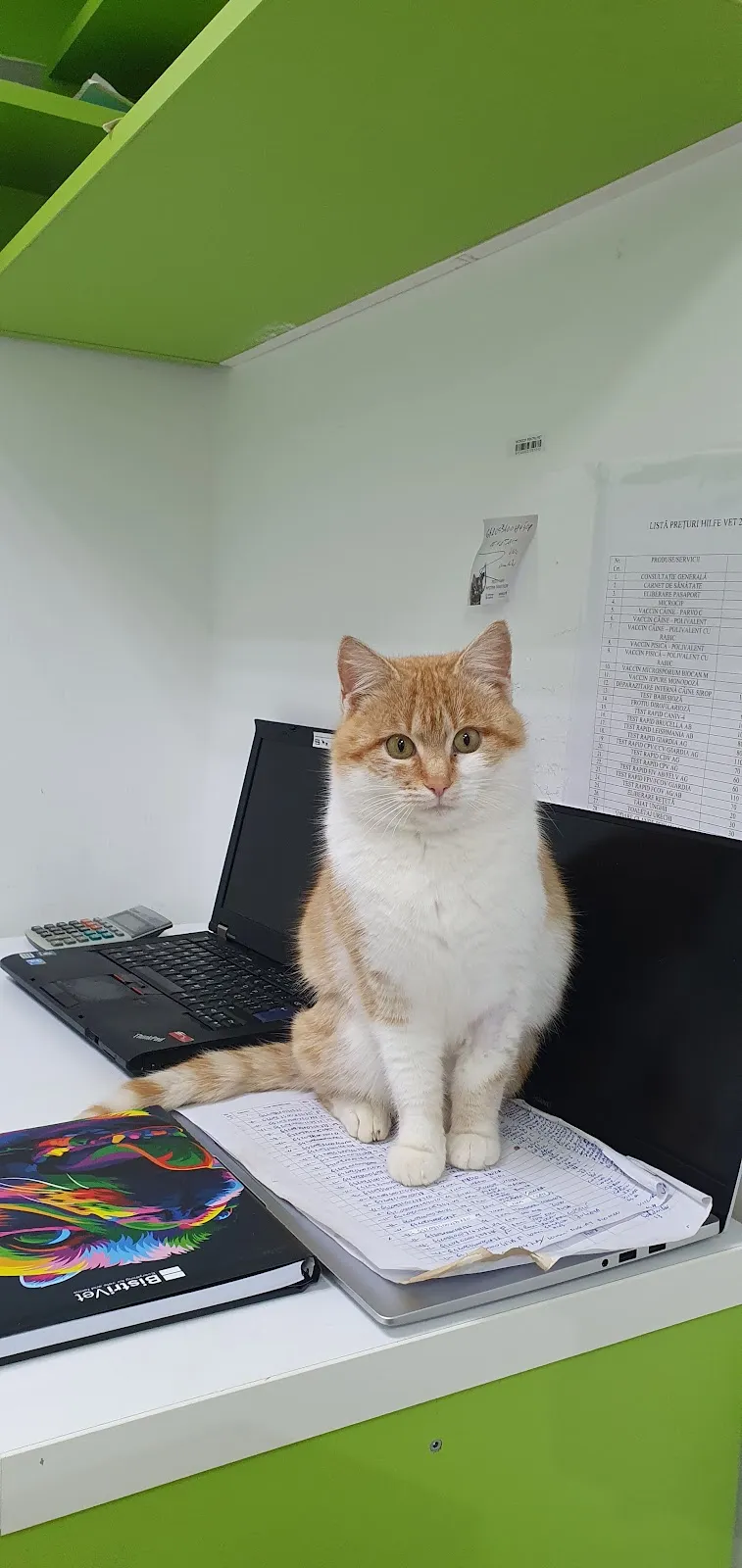 Pisică aşezată pe biroul de la recepţie